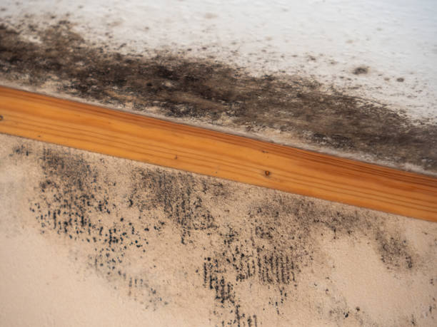 Best Residential Mold Inspection & Testing  in Carnot Moon, PA